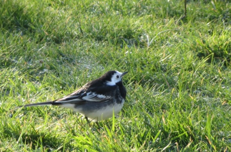pied wagtail (Motacilla alba yarrellii) Kenneth Noble
